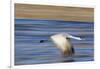 Sandhill Crane in Flight, Bosque Del Apache, New Mexico-Paul Souders-Framed Photographic Print