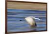 Sandhill Crane in Flight, Bosque Del Apache, New Mexico-Paul Souders-Framed Photographic Print