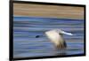 Sandhill Crane in Flight, Bosque Del Apache, New Mexico-Paul Souders-Framed Photographic Print