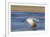 Sandhill Crane in Flight, Bosque Del Apache, New Mexico-Paul Souders-Framed Photographic Print