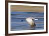 Sandhill Crane in Flight, Bosque Del Apache, New Mexico-Paul Souders-Framed Photographic Print