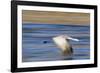 Sandhill Crane in Flight, Bosque Del Apache, New Mexico-Paul Souders-Framed Photographic Print