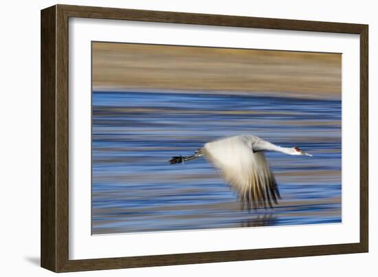 Sandhill Crane in Flight, Bosque Del Apache, New Mexico-Paul Souders-Framed Photographic Print