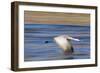 Sandhill Crane in Flight, Bosque Del Apache, New Mexico-Paul Souders-Framed Photographic Print