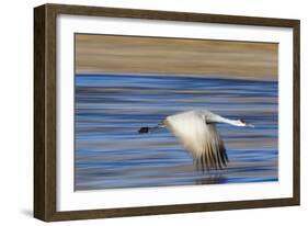 Sandhill Crane in Flight, Bosque Del Apache, New Mexico-Paul Souders-Framed Photographic Print