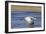 Sandhill Crane in Flight, Bosque Del Apache, New Mexico-Paul Souders-Framed Photographic Print