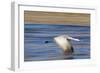 Sandhill Crane in Flight, Bosque Del Apache, New Mexico-Paul Souders-Framed Photographic Print