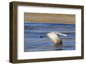 Sandhill Crane in Flight, Bosque Del Apache, New Mexico-Paul Souders-Framed Photographic Print