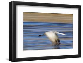 Sandhill Crane in Flight, Bosque Del Apache, New Mexico-Paul Souders-Framed Photographic Print