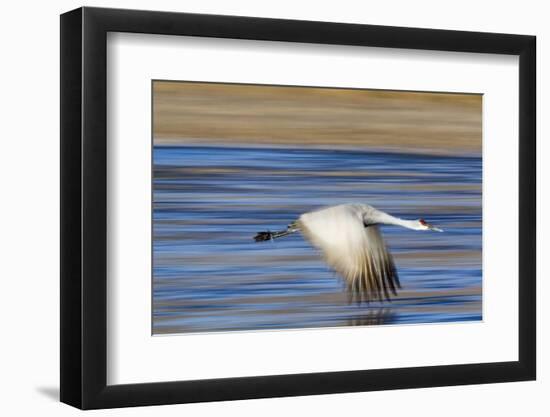 Sandhill Crane in Flight, Bosque Del Apache, New Mexico-Paul Souders-Framed Photographic Print