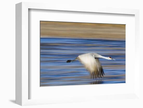 Sandhill Crane in Flight, Bosque Del Apache, New Mexico-Paul Souders-Framed Photographic Print