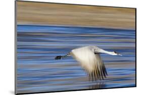 Sandhill Crane in Flight, Bosque Del Apache, New Mexico-Paul Souders-Mounted Photographic Print