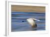 Sandhill Crane in Flight, Bosque Del Apache, New Mexico-Paul Souders-Framed Photographic Print