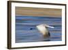 Sandhill Crane in Flight, Bosque Del Apache, New Mexico-Paul Souders-Framed Photographic Print