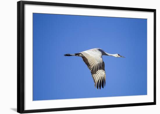 Sandhill Crane in Flight, Bosque Del Apache, New Mexico-Paul Souders-Framed Photographic Print