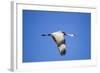 Sandhill Crane in Flight, Bosque Del Apache, New Mexico-Paul Souders-Framed Photographic Print