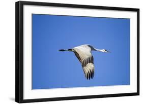 Sandhill Crane in Flight, Bosque Del Apache, New Mexico-Paul Souders-Framed Photographic Print