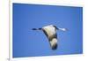 Sandhill Crane in Flight, Bosque Del Apache, New Mexico-Paul Souders-Framed Photographic Print