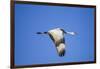 Sandhill Crane in Flight, Bosque Del Apache, New Mexico-Paul Souders-Framed Photographic Print