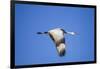 Sandhill Crane in Flight, Bosque Del Apache, New Mexico-Paul Souders-Framed Photographic Print