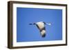 Sandhill Crane in Flight, Bosque Del Apache, New Mexico-Paul Souders-Framed Photographic Print