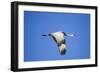 Sandhill Crane in Flight, Bosque Del Apache, New Mexico-Paul Souders-Framed Photographic Print