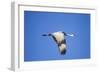 Sandhill Crane in Flight, Bosque Del Apache, New Mexico-Paul Souders-Framed Photographic Print