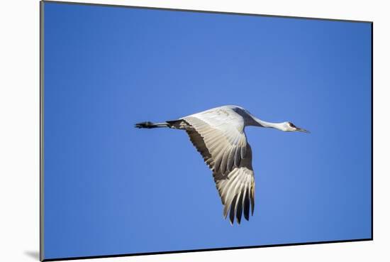 Sandhill Crane in Flight, Bosque Del Apache, New Mexico-Paul Souders-Mounted Photographic Print