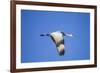 Sandhill Crane in Flight, Bosque Del Apache, New Mexico-Paul Souders-Framed Photographic Print