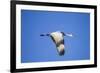 Sandhill Crane in Flight, Bosque Del Apache, New Mexico-Paul Souders-Framed Photographic Print