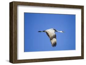 Sandhill Crane in Flight, Bosque Del Apache, New Mexico-Paul Souders-Framed Photographic Print