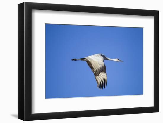 Sandhill Crane in Flight, Bosque Del Apache, New Mexico-Paul Souders-Framed Photographic Print