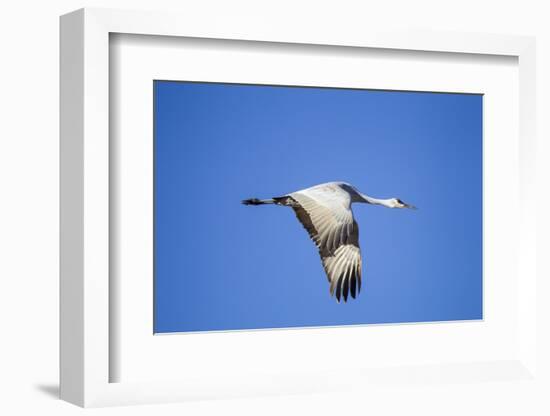 Sandhill Crane in Flight, Bosque Del Apache, New Mexico-Paul Souders-Framed Photographic Print