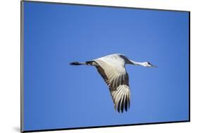 Sandhill Crane in Flight, Bosque Del Apache, New Mexico-Paul Souders-Mounted Photographic Print