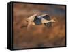 Sandhill Crane in Flight , New Mexico, USA-Larry Ditto-Framed Stretched Canvas