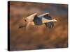 Sandhill Crane in Flight , New Mexico, USA-Larry Ditto-Stretched Canvas