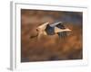 Sandhill Crane in Flight , New Mexico, USA-Larry Ditto-Framed Photographic Print