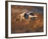 Sandhill Crane in Flight , New Mexico, USA-Larry Ditto-Framed Photographic Print