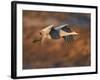 Sandhill Crane in Flight , New Mexico, USA-Larry Ditto-Framed Photographic Print