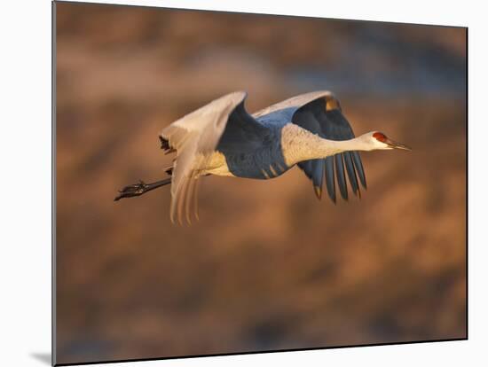 Sandhill Crane in Flight , New Mexico, USA-Larry Ditto-Mounted Photographic Print