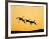 Sandhill Crane in Flight , New Mexico, USA-Larry Ditto-Framed Photographic Print