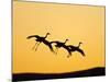 Sandhill Crane in Flight , New Mexico, USA-Larry Ditto-Mounted Photographic Print