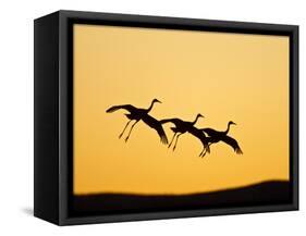 Sandhill Crane in Flight , New Mexico, USA-Larry Ditto-Framed Stretched Canvas