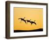 Sandhill Crane in Flight , New Mexico, USA-Larry Ditto-Framed Photographic Print