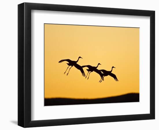 Sandhill Crane in Flight , New Mexico, USA-Larry Ditto-Framed Photographic Print