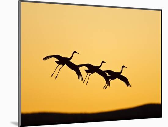 Sandhill Crane in Flight , New Mexico, USA-Larry Ditto-Mounted Photographic Print