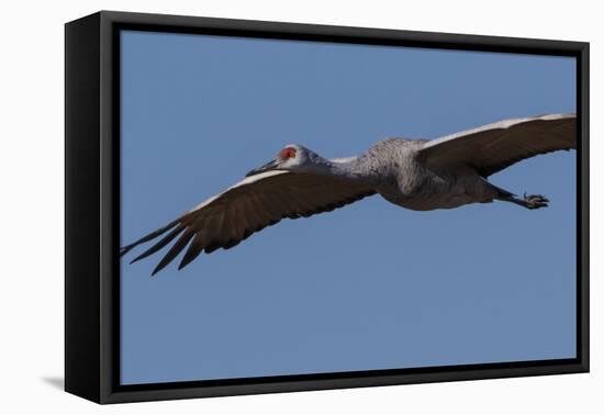 Sandhill Crane in Flight-Galloimages Online-Framed Stretched Canvas