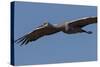 Sandhill Crane in Flight-Galloimages Online-Stretched Canvas