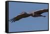 Sandhill Crane in Flight-Galloimages Online-Framed Stretched Canvas