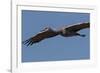 Sandhill Crane in Flight-Galloimages Online-Framed Photographic Print